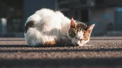 Bude vám kočka z ulice vděčná, když si ji vezmete domů?