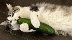 Opravdu se kočky bojí okurek a proč?