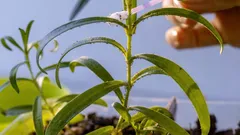 Mšice na pokojových rostlinách: čím je nebezpečná, příznaky napadení a jak s ní bojovat (5 způsobů)