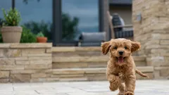 Zajímavosti o psech: Věděli jste, že temperament psa ovlivňuje délku jeho života?