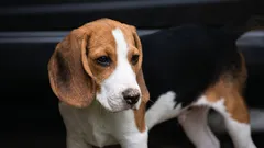 Kteří psi onemocní nejméně často: 10 plemen s nejodolnějším zdravím